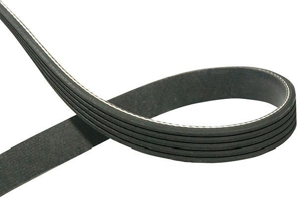 KAVO PARTS DMV-1016: Kilerem 1570mm, Rippenanzahl: 5